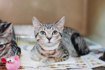 94052a Porsche -  Domestic Short Hair Cat for Adoption in North Charleston, South Carolina - 94052a Porsche | PetCurious