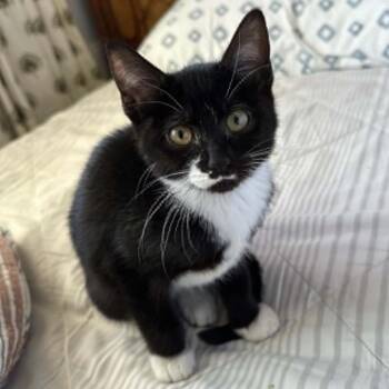 Tux Smith -  Domestic Short Hair Cat for Adoption in Eagle Mountain, Utah - Tux Smith | PetCurious
