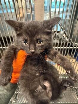 Domestic Short Hair Cats Available for Adoption in Baytown, Texas - PUSH POP | PetCurious
