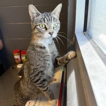 Domestic Short Hair Cats Available for Adoption in Tuscaloosa, Alabama - TUSC-Stray-84368 | PetCurious