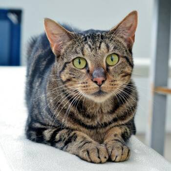 Nala -  Domestic Short Hair and Tiger Cat for Adoption in Sanford, Florida - Nala | PetCurious