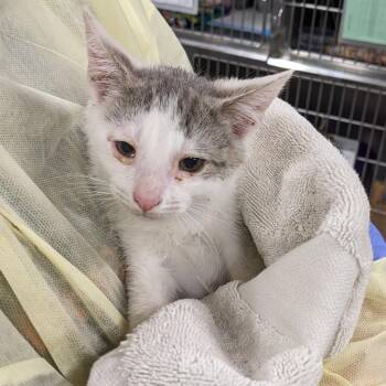 Cinnabar -  Domestic Short Hair Cat for Adoption in Salt Lake City, Utah - Cinnabar | PetCurious