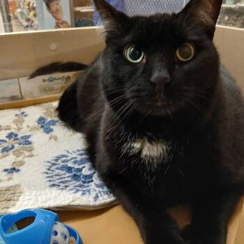 Felix -  Domestic Short Hair Cat for Adoption in Worcester, Massachusetts - Felix | PetCurious