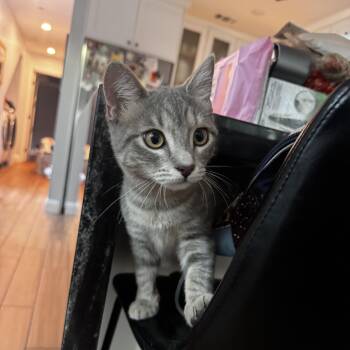 Abigail - All about the hooman -  Domestic Short Hair Cat for Adoption in Fountain Valley, California - Abigail - All About The Hooman | PetCurious