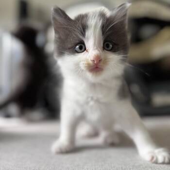 Pepperjack -  Domestic Short Hair Cat for Adoption in Wichita, Kansas - Pepperjack | PetCurious