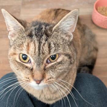 1125-170 Pixie (FKA Ms. Walnut) -  Domestic Short Hair Cat for Adoption in Abingdon, Maryland - 1125-170 Pixie (FKA Ms. Walnut) | PetCurious