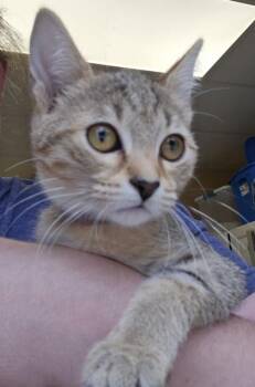 Bertolli - FIV+ -  Domestic Short Hair Cat for Adoption in East Brookfield, Massachusetts - Bertolli - FIV+ | PetCurious