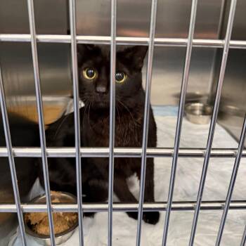 Cork -  Domestic Short Hair Cat for Adoption in Greensboro, North Carolina - Cork | PetCurious
