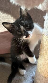 Orca -  Domestic Short Hair Cat for Adoption in Kansas City, Missouri - Orca | PetCurious