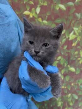 Domestic Short Hair Cats Available for Adoption in San Antonio, Texas - Giga | PetCurious