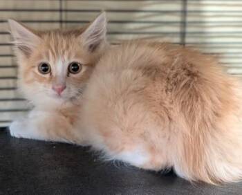 Jose -  Domestic Medium Hair and Domestic Short Hair Cat for Adoption in Missoula, Montana - Jose | PetCurious