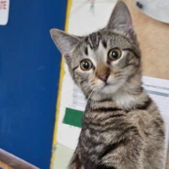 Domestic Short Hair Cats Available for Adoption - Jolteon | PetCurious