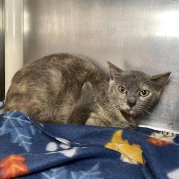 Kelly -  Domestic Short Hair Cat for Adoption in Roanoke, Virginia - Kelly | PetCurious
