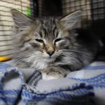 Maze -  Domestic Medium Hair Cat for Adoption in Billings, Montana - Maze | PetCurious