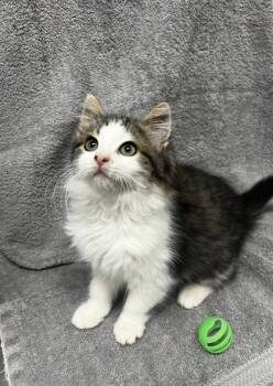 Rescue Domestic Medium Hair and Domestic Short Hair Cats for Adoption in Simcoe, Ontario - Stanky | PetCurious