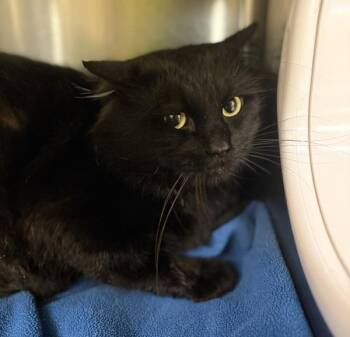 Fluff -  Domestic Medium Hair Cat for Adoption in Sioux City, Iowa - Fluff | PetCurious