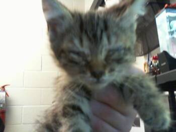 A1266187 -  Domestic Short Hair Cat for Adoption in Charlotte, North Carolina - A1266187 | PetCurious