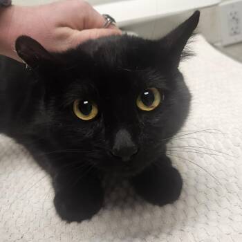 Thread -  Domestic Short Hair Cat for Adoption in Murray, Utah - Thread | PetCurious