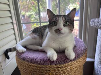 Tiny -  Domestic Short Hair Cat for Adoption in Charlotte, North Carolina - Tiny | PetCurious