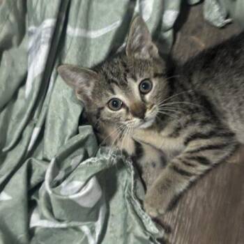 Mini / Mazzy -  Domestic Short Hair Cat for Adoption in Tampa, Florida - Mini / Mazzy | PetCurious