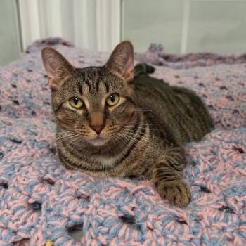 Rescue Domestic Short Hair Cats for Adoption in Walden, New York - Benson | PetCurious