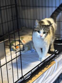 Domestic Short Hair Cats Available for Adoption in Ben Avon, Pennsylvania - RITUAL | PetCurious