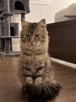 Rescue Maine Coon and Domestic Long Hair Cats for Adoption in Nashville, Tennessee - Orion | PetCurious