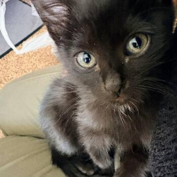 Acorn Hall -  Domestic Short Hair Cat for Adoption in Eagle Mountain, Utah - Acorn Hall | PetCurious
