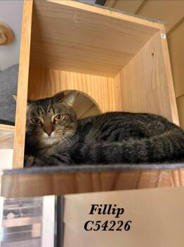 British Shorthair Cats Available for Adoption in Clarksville, Tennessee - Fillip | PetCurious