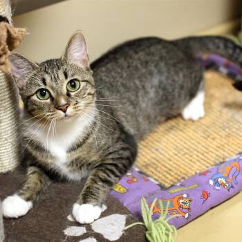 Rescue Domestic Short Hair Cats for Adoption in Fairfax, Virginia - Rio | PetCurious