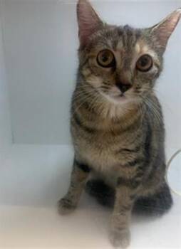 JETTA -  Domestic Short Hair Cat for Adoption in Winter Haven, Florida - JETTA | PetCurious
