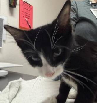 Tardigrade -  Domestic Short Hair Cat for Adoption in Sacramento, California - Tardigrade | PetCurious