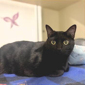 Luna -  Domestic Short Hair Cat for Adoption in Sarasota, Florida - Luna | PetCurious