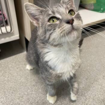 Bianca Del Rio -  Domestic Short Hair Cat for Adoption in Hillsboro, Missouri - Bianca Del Rio | PetCurious