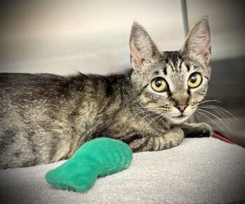 HEATHER* -  Domestic Short Hair Cat for Adoption in Santa Cruz, California - HEATHER* | PetCurious