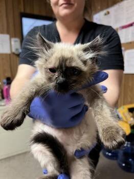 Paloma -  Domestic Long Hair Cat for Adoption in Vallejo, California - Paloma | PetCurious