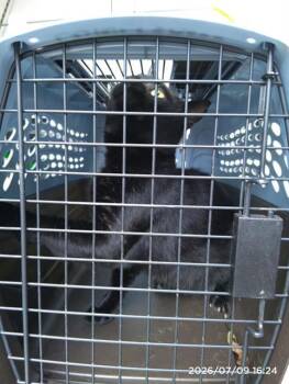 A1267566 -  Domestic Short Hair Cat for Adoption in Charlotte, North Carolina - A1267566 | PetCurious