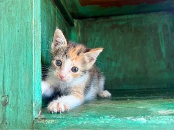 Clarissa -  Domestic Short Hair Cat for Adoption in San Antonio, Texas - Clarissa | PetCurious