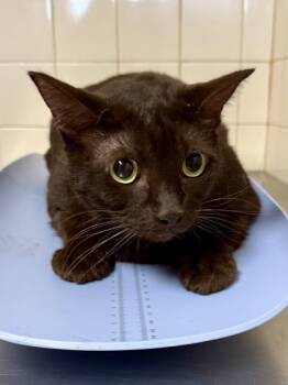 Rescue Domestic Short Hair Cats for Adoption in San Antonio, Texas - Halo | PetCurious