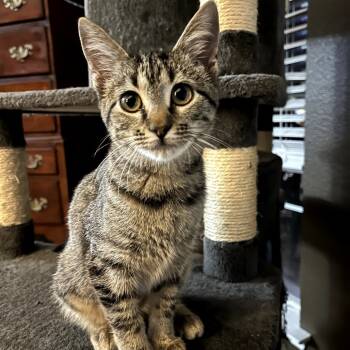 Rescue Domestic Short Hair Cats for Adoption in Fort Worth, Texas - Jackie | PetCurious