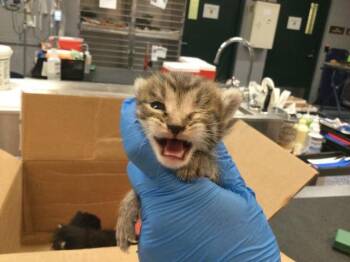 JETT -  Domestic Short Hair Cat for Adoption in Thousand Palms, California - JETT | PetCurious