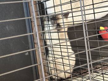 Rescue Siamese Cats for Adoption in Haslet, Texas - Sissy | PetCurious
