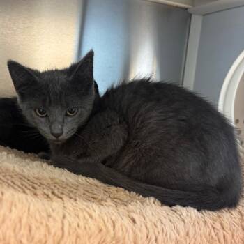 John Hancock -  Domestic Short Hair Cat for Adoption in Norman, Oklahoma - John Hancock | PetCurious