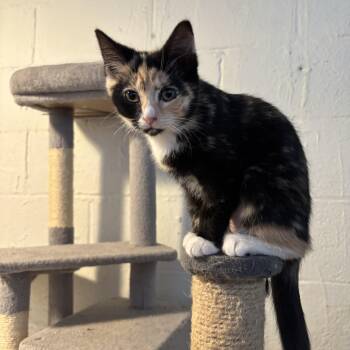 Comet -  Domestic Short Hair Cat for Adoption in Shippensburg, Pennsylvania - Comet | PetCurious