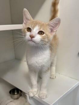 Neopets -  Domestic Short Hair Cat for Adoption in West Chester, Pennsylvania - Neopets | PetCurious