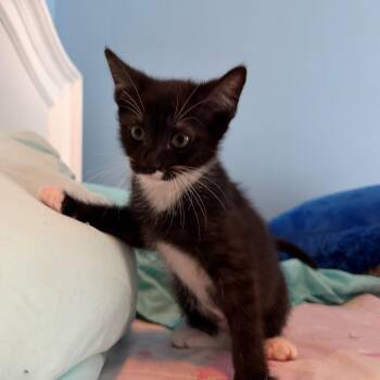 Salt -  Domestic Short Hair Cat for Adoption in Philadelphia, Pennsylvania - Salt | PetCurious