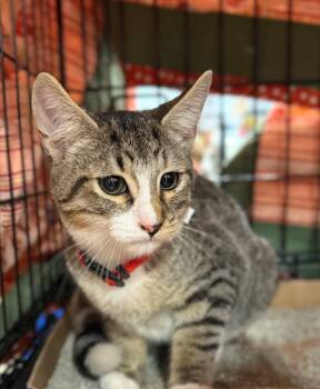 Rescue Domestic Short Hair Cats for Adoption in Augusta, Georgia - Rayne | PetCurious