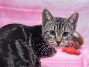 Domestic Short Hair Cats Available for Adoption - Mazie | PetCurious