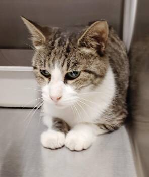 Naomi -  Domestic Short Hair Cat for Adoption in Clarksville, Tennessee - Naomi | PetCurious