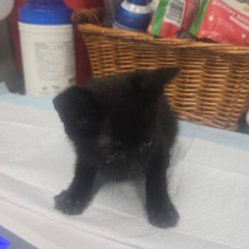Domestic Short Hair Cats Available for Adoption in Milton, Florida - Louis | PetCurious